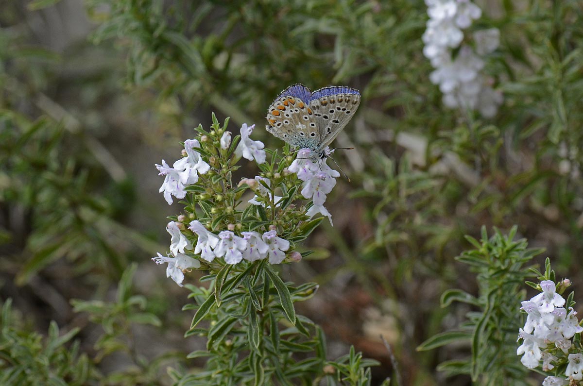 Satureja montana / Santoreggia montana